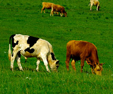 Herbivore Dedicated Products