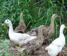Ducks And Geese Dedicated Products