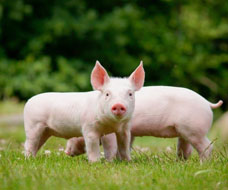 Pigs Dedicated Products