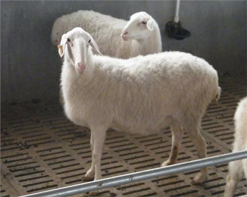 15个错误的兽药使用习惯