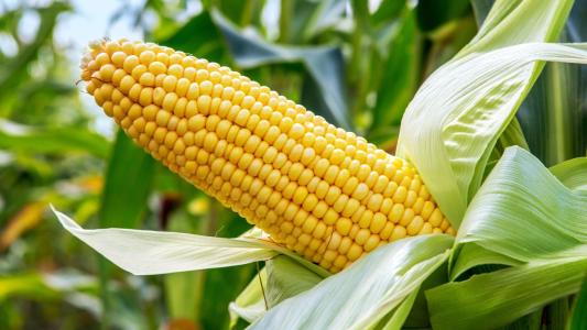 养牛精饲料：玉米，如何长期保质保鲜？