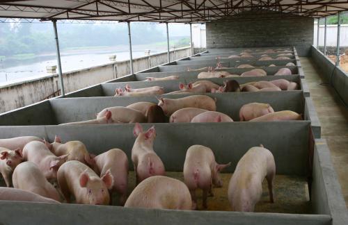 我省猪肉价格进入过度上涨一级预警区间