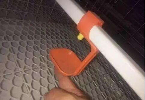 笼养肉鸡的饲养管理全篇